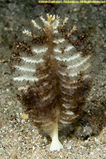 sea pen